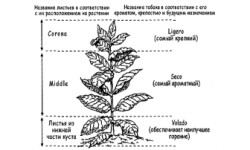 От крошечных зернышек до ароматных листьев